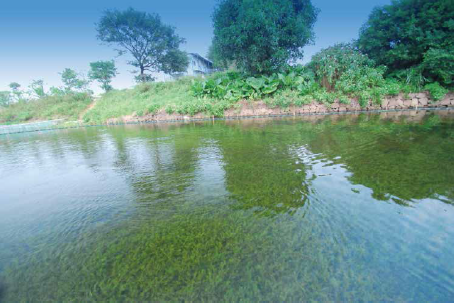 【生態(tài)景觀水防治一體化案例】蓮花水鄉(xiāng)生態(tài)景觀水改善工程(圖3)